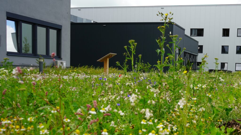 Flowering Meadows at Broetje-Automation Rastede